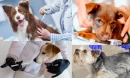 Köpek Veteriner Fiyatları Nedir?