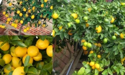 Limon Ağacının Bakımı ve Yetiştirilmesi