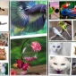 Yavru Köpek Mamalarının Özellikleri Nelerdir?