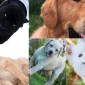 How Should I Go About Adopting a Dog?
