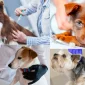 Köpek Veteriner Fiyatları Nedir?