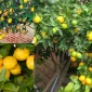 Limon Ağacının Bakımı ve Yetiştirilmesi