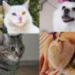 Kedi Kumu Tercihi Nasıl Olmalıdır?