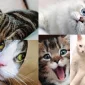 Yaş Kedi Mamasının Kuru Mamadan Farkı Nedir?